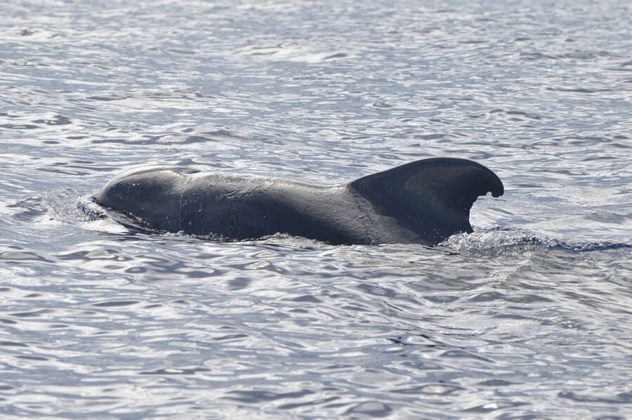 Tenerife: Whale and Dolphin Watching Boat Tour - The boat: comfort, safety, and why it matters when you’re scanning for animals