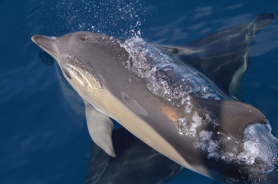 Tenerife: Whale and Dolphin Watching Boat Tour - Guide style, and what “highly rated” really feels like in this kind of tour