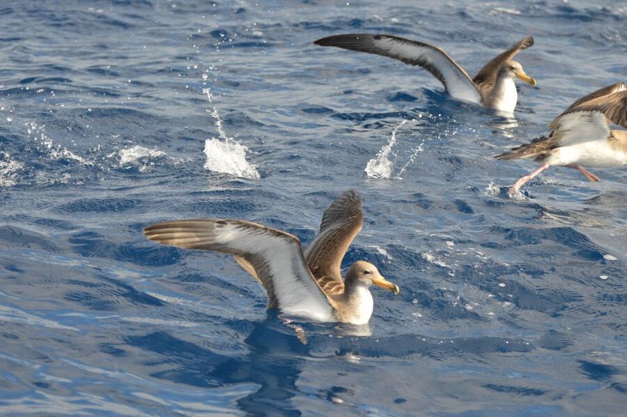 Tenerife: Whale and Dolphin Watching Boat Tour - Price and value: is $53 worth it for a 2-hour cruise?