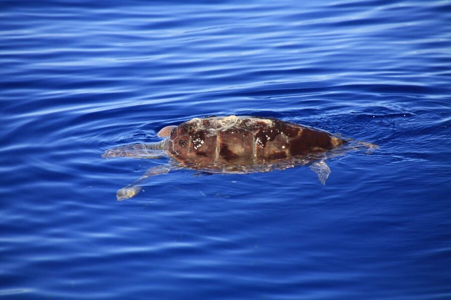 Tenerife: Whale and Dolphin Watching Boat Tour - Practical packing checklist for open-ocean spotting