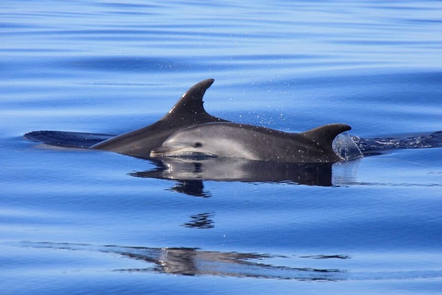 Tenerife: Whale and Dolphin Watching Boat Tour - Getting oriented at Puerto Colon, and what the 2-hour format means