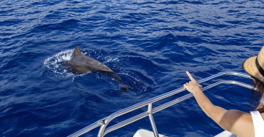 Tenerife: Whale and Dolphin Watching Tour by Sailboat - Whales and dolphins off Costa Adeje, with real deck time