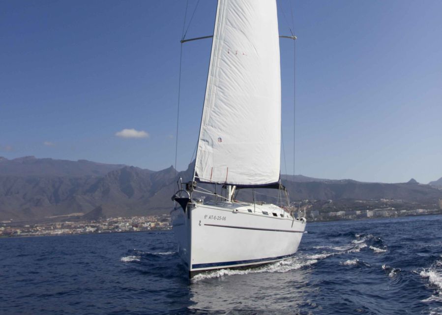 Tenerife: Whale and Dolphin Watching Tour by Sailboat - What you might see: species range and how to read the day