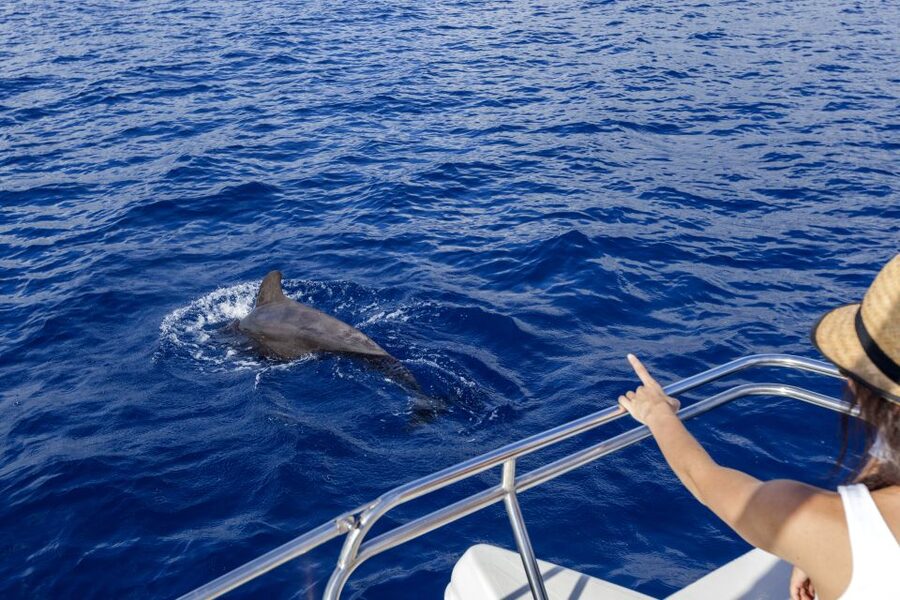 Tenerife: Whale and Dolphin Watching Tour by Sailboat - From Puerto Colón to Costa Adeje: how the 3 hours usually flow