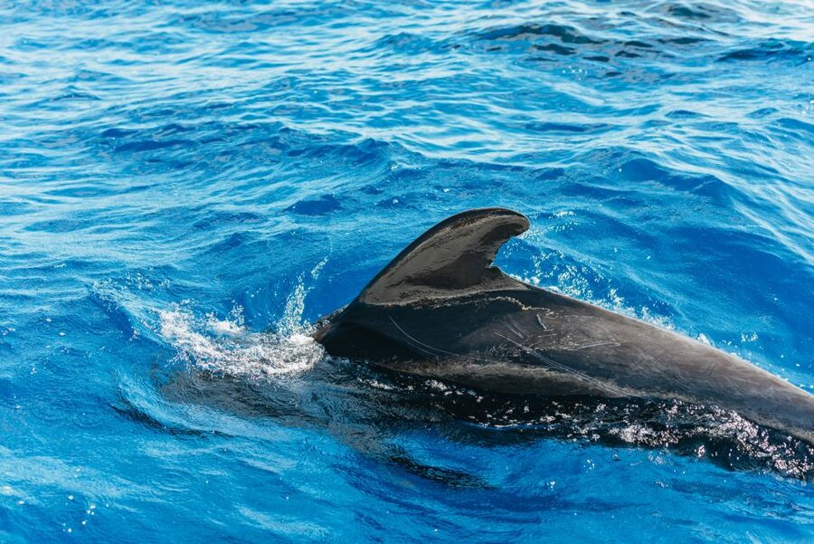 Tenerife: Whale & Dolphin Watching with Drinks and Snacks - Tenerife Whale Watching on a Small Yacht: What This Trip Feels Like