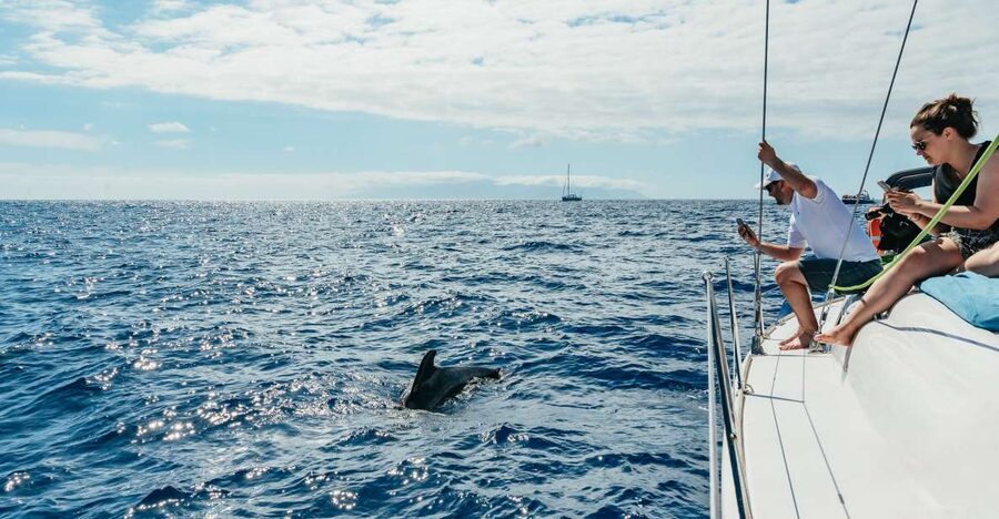 Tenerife: Whale & Dolphin Watching with Drinks and Snacks - What You Can See: Dolphins, Pilot Whales, Turtles, and More