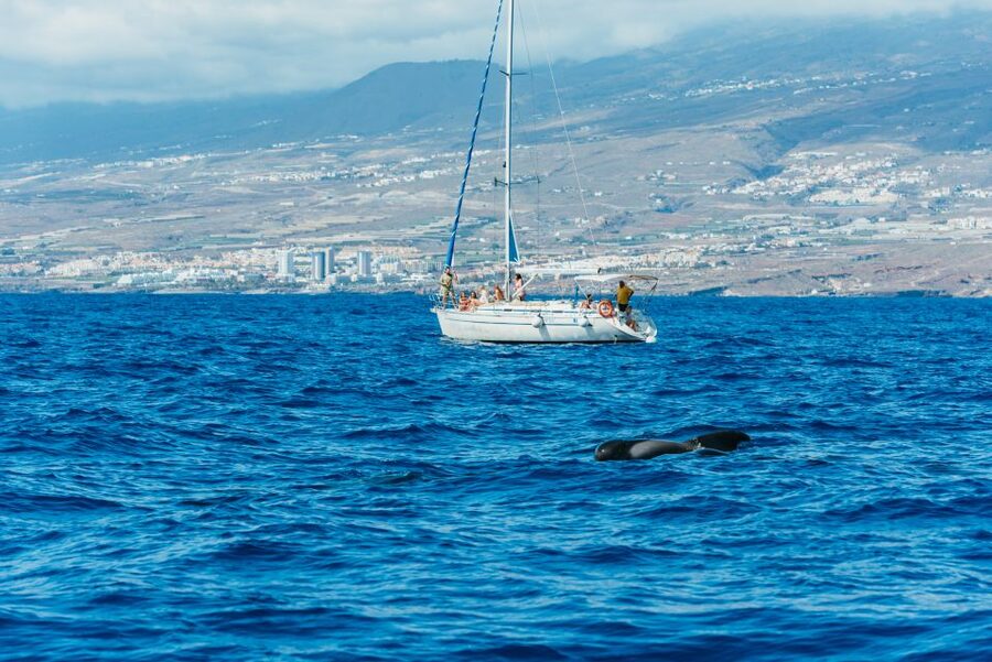 Tenerife: Whale & Dolphin Watching with Drinks and Snacks - Drinks, Snacks, and Sandwiches: Simple, Useful, and Actually Enjoyable