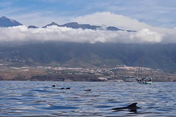 Tenerife Whale Watching and Snorkeling Yacht Trip - Why Whale Watching Off Tenerife Feels So Worth It