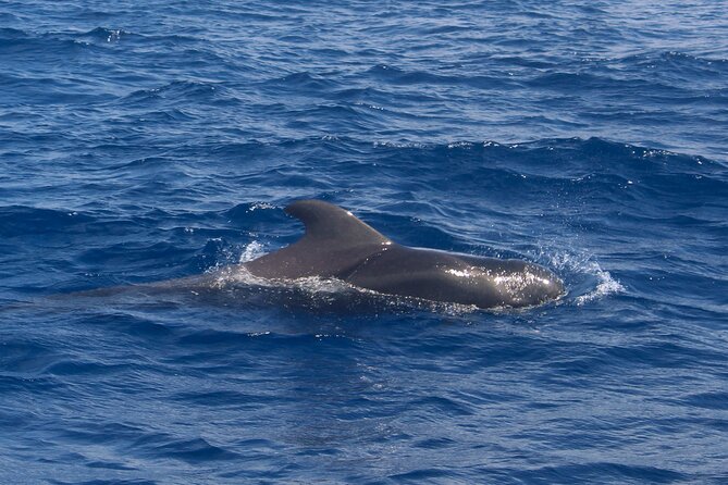 Tenerife Whale Watching and Snorkeling Yacht Trip - Whale and Dolphin Watching: How to Make the Most of Every Spot