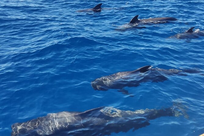 Tenerife Whale Watching and Snorkeling Yacht Trip - Snorkeling and Swimming Stop in the Atlantic