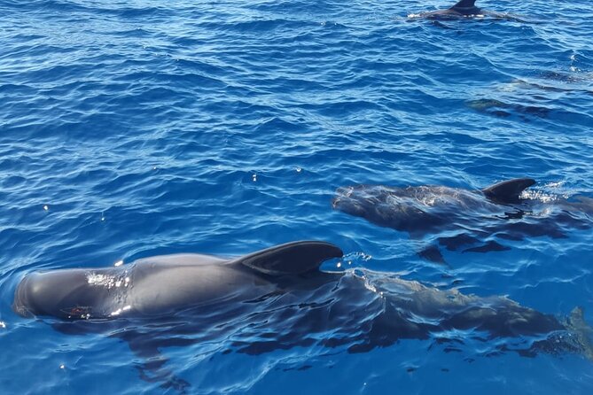 Tenerife Whale Watching and Snorkeling Yacht Trip - The 3-Hour Yacht Plan, From Puerto Colón to Back Again