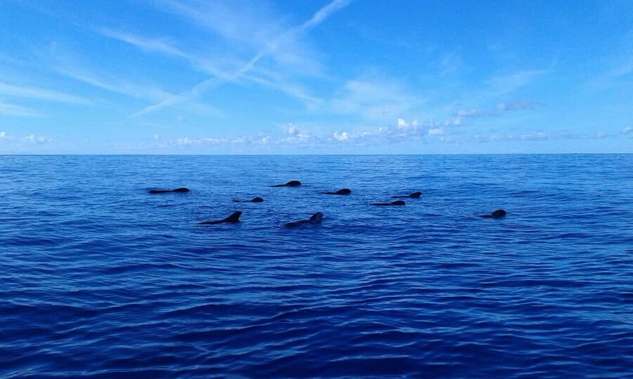Tenerife: Whale watching tour with swim and lunch on yacht for 22 passengers - Price versus value: why $65 includes more than just a boat ride