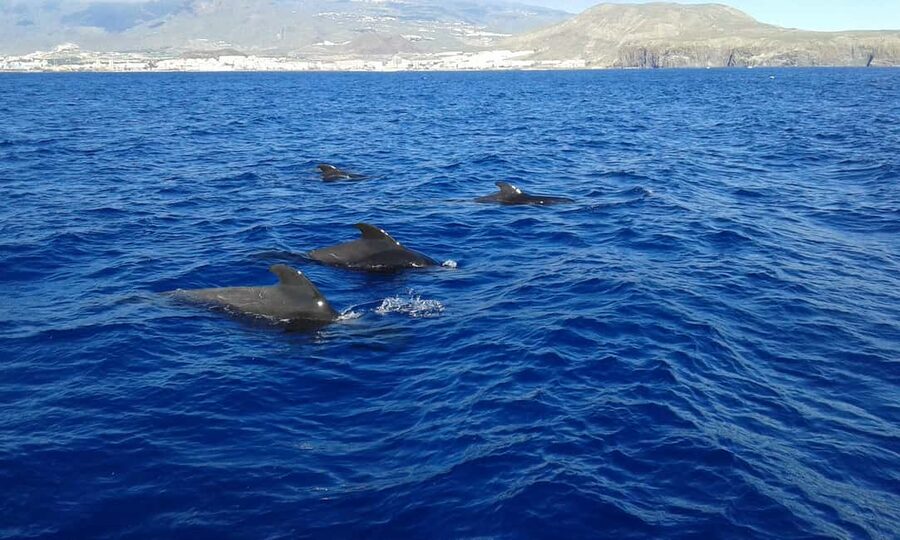 Tenerife: Whale watching tour with swim and lunch on yacht for 22 passengers - What to pack for a smooth sailing day on the Neptuno