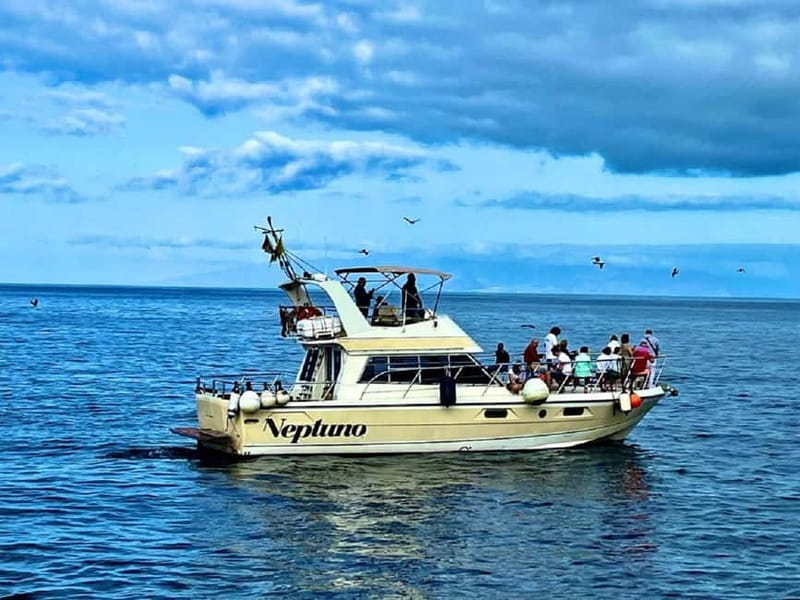 Tenerife: Whale watching tour with swim and lunch on yacht for 22 passengers - Pickup, coach time, and how the 3-hour schedule really feels