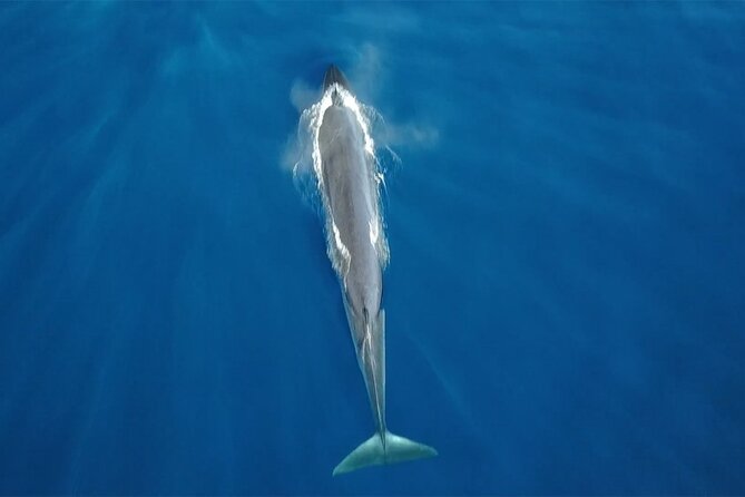 Tenerife Whales and Dolphins Watching Experience in Catamaran - Key Things That Make This Catamaran Worth It