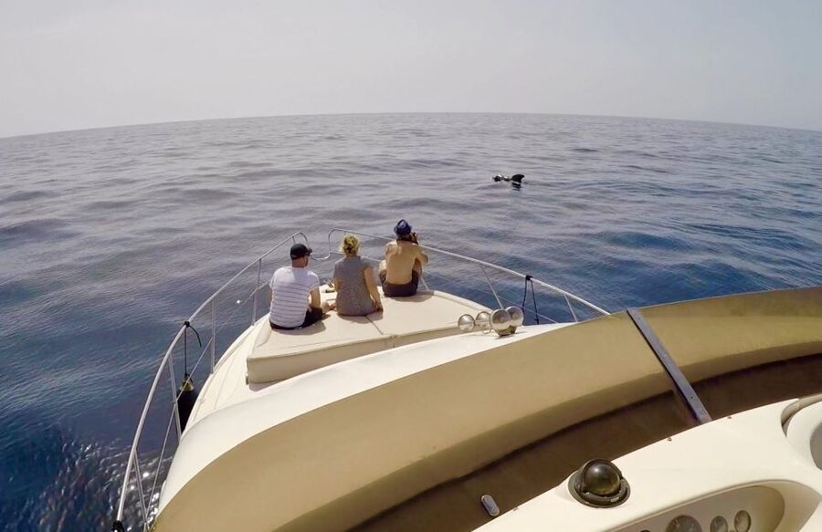 Tenerife: Whales and Snorkeling Tour on a Luxury Yacht - What to Bring, What Not to Do, and How to Stay Comfortable