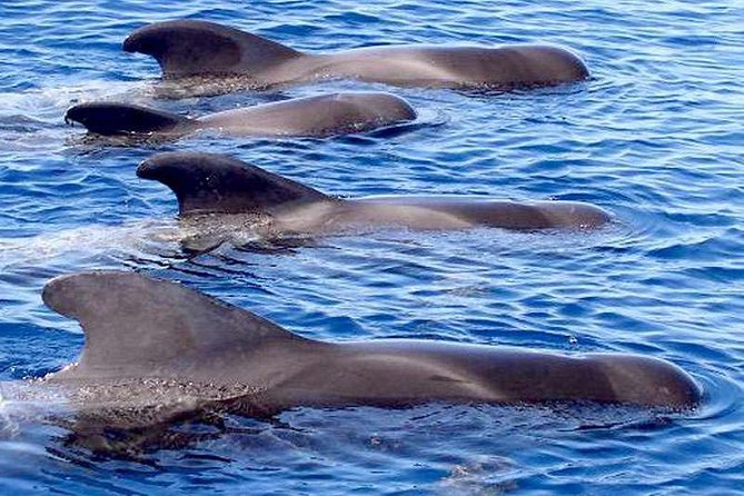 The Worlds Largest RIB luxury 3hrs including lunch and drinks - The Whale and Dolphin Hunt: What to Expect From the Atlantic Cruise