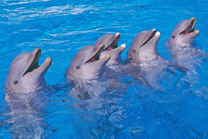 Ticket to Aqualand Tenerife - Children’s Paradise: the best place to start (even if you love thrills)