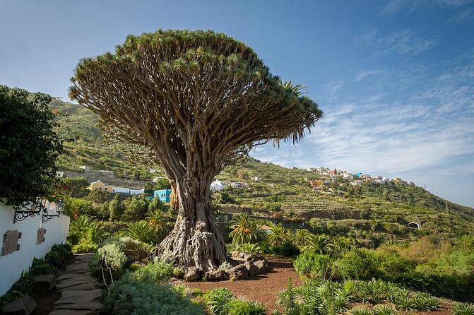 Ticket to Parque del Drago in Tenerife - Key highlights you will care about