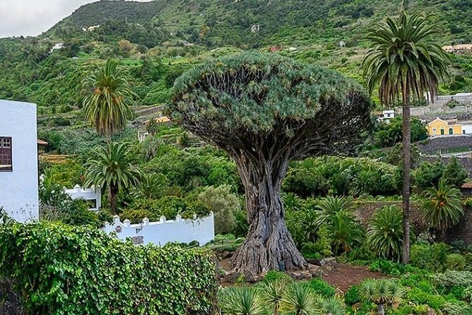 Ticket to Parque del Drago in Tenerife - Quality and atmosphere: cleanliness, conservation, and photo views