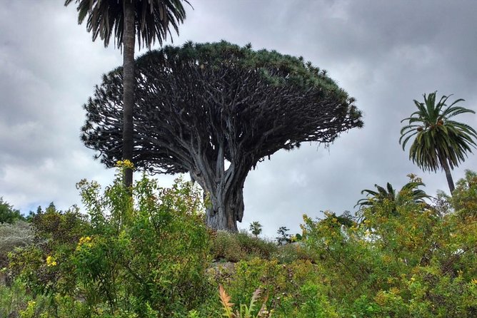 Ticket to Parque del Drago in Tenerife - Price and value check: is $8.10 fair for Parque del Drago?