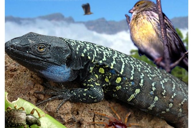 Ticket to Parque del Drago in Tenerife - The walk inside the walled garden: plants, birds, reptiles, and that cultural layer