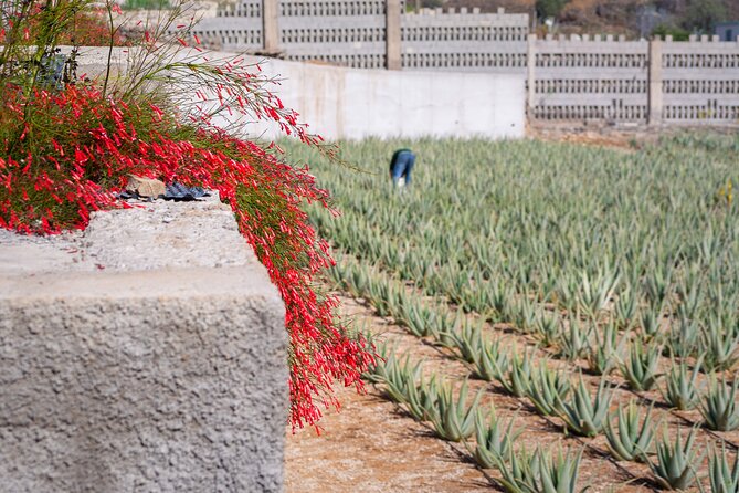 Tour Visiting banana plantation and winery in Tenerife - Lagar de Chasna Near Vilaflor: Wine Tasting With a View and Food Pairing
