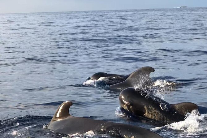 Tour with Whale and Dolphin Watching plus food included - The 2.5-hour sailing portion: your main wildlife window