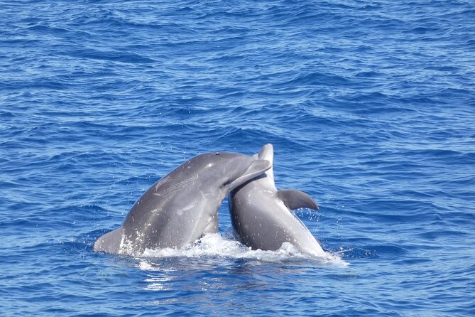 Tour with Whale and Dolphin Watching plus food included - The crew experience, based on what people highlight