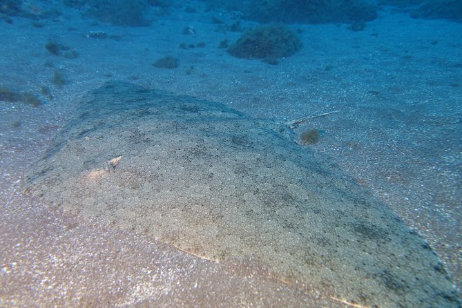 Try Dive - PADI Discover Scuba Diving in Tenerife - Gear, insurance, and PADI fees included in the $156.07 price