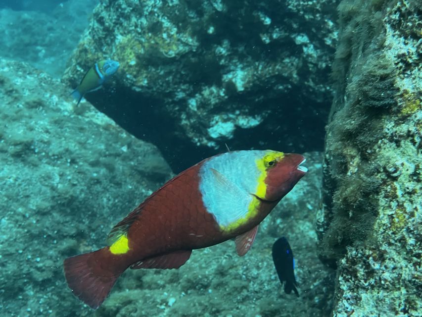 Try diving for the first time in turtle area - Photos and Videos: Your Underwater Proof and Your Real Souvenir