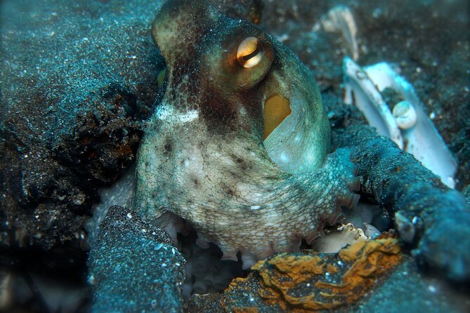 Try Scuba Diving in a turtle area (boat) - The Underwater Menu: Fish, Cuttlefish, Octopus, Rays, and Sometimes Turtles