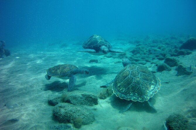 Try Scuba Diving in a turtle area (boat) - Safety, Health Checks, and the 12-Hour Rules You Should Not Ignore