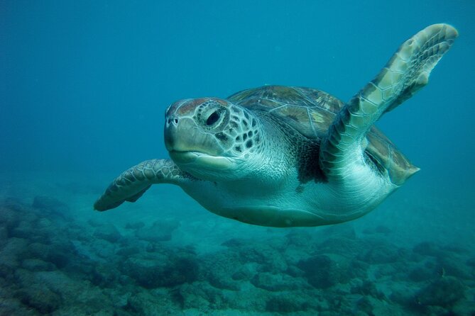 Try Scuba Diving in a turtle area (boat) - Who This Trip Suits Best, and Who Might Want Another Plan