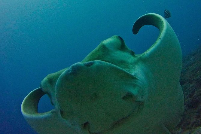 TRY SCUBA DIVING with a Dedicated Instructor - First Underwater Try in Las Galletas With a Dedicated Instructor