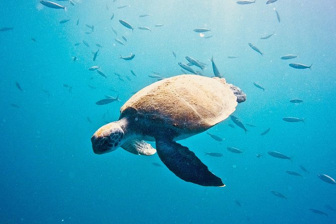 TRY SCUBA DIVING with a Dedicated Instructor - Meeting at the Las Galletas Scuba Center (and Staying Comfortable)