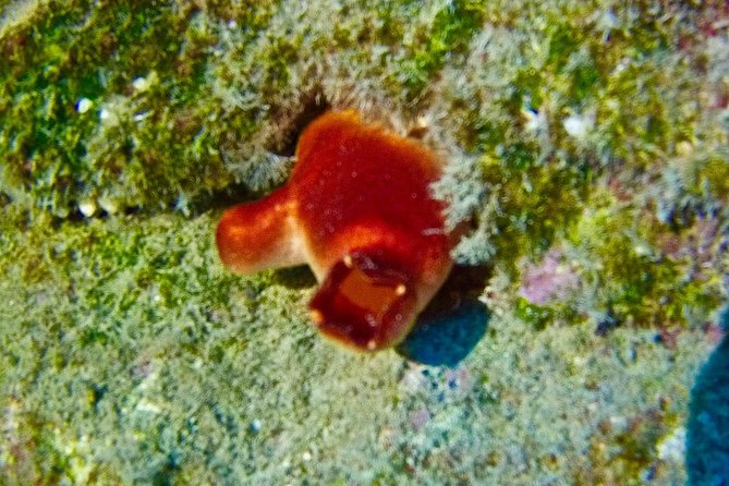 TRY SCUBA DIVING with a Dedicated Instructor - Photos, Drinks, and the Hot Shower Afterward