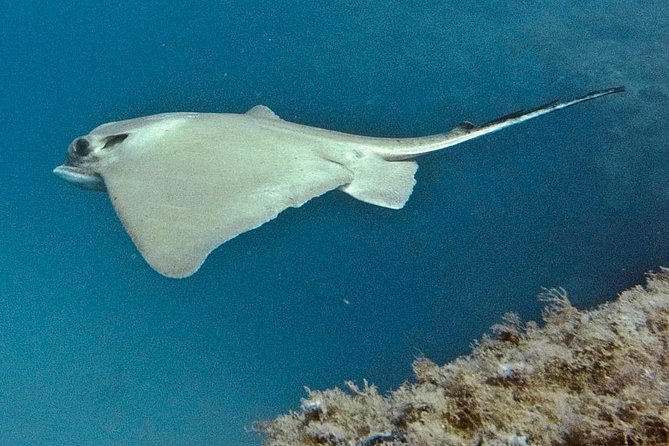 TRY SCUBA DIVING with a Dedicated Instructor - Price Breakdown: What the $145.12 Covers in Real Life