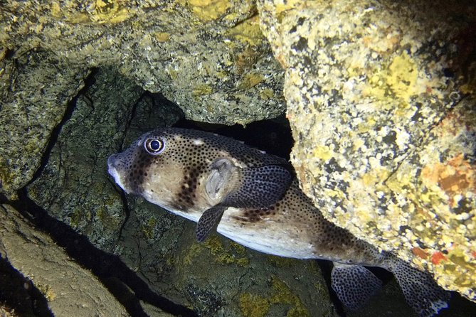 TRY SCUBA DIVING with a Dedicated Instructor - From Briefing to Boat Trip: How the Day Flows