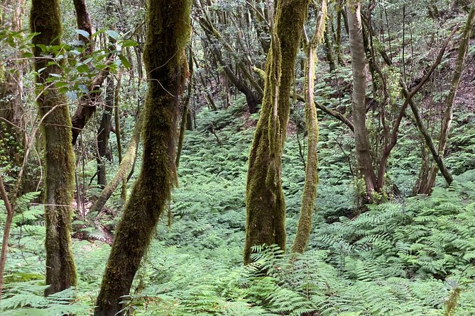 VIP tour of La Gomera from Tenerife - Mirador Punta del Belete: ravines, lava layers, and César Manrique’s influence