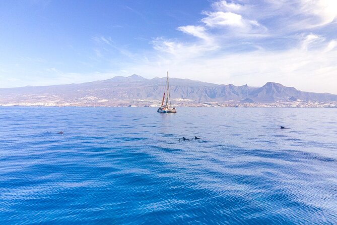 Watching and Listening Whales visiting Los Gigantes&Masca. Food&drinks included - Why this Tenerife catamaran works: whales, cliffs, and a meal at sea