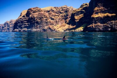 Watching and Listening Whales visiting Los Gigantes&Masca. Food&drinks included