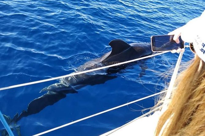 Whale and Dolphin Small Group Sailing from Tenerife South - The 3-hour rhythm: offshore search, close encounters, then a swim stop