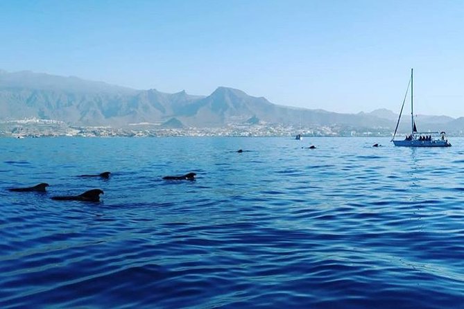 Whale and Dolphin Small Group Sailing from Tenerife South - Small boat, real comfort: what the max-7 limit changes