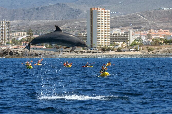 Whale and Dolphin Watching EcoAdventure in Tenerife - Key Highlights Before You Go