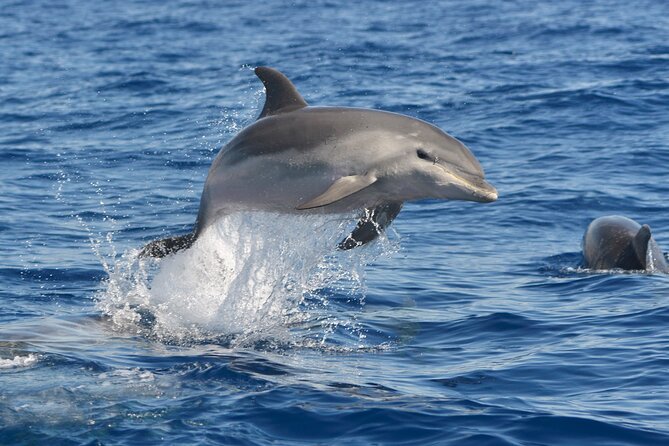 Whale and Dolphin Watching EcoAdventure in Tenerife - Responsible Rules, Marine Litter Collection, and Close Encounters