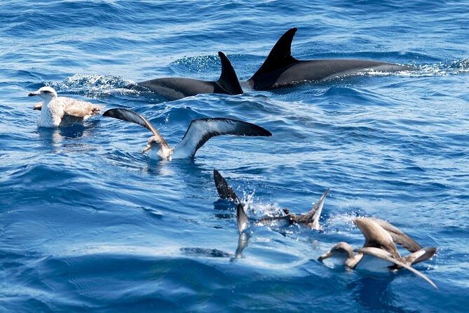 Whale and Dolphin Watching EcoAdventure in Tenerife - Chema the Guide: How Explanations Improve What You See