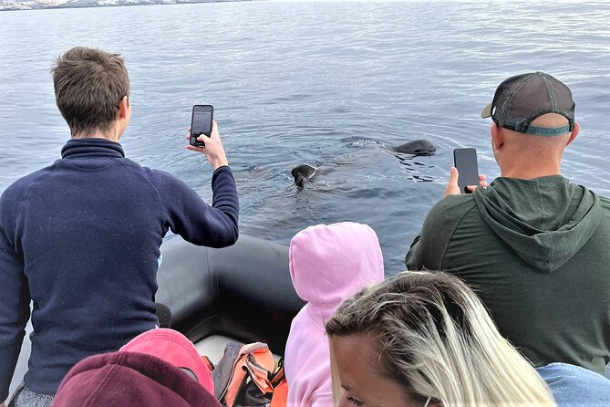 Whale and Dolphin Watching EcoAdventure in Tenerife - Price and Inclusions at $65.17 for a Hydrophone EcoTrip