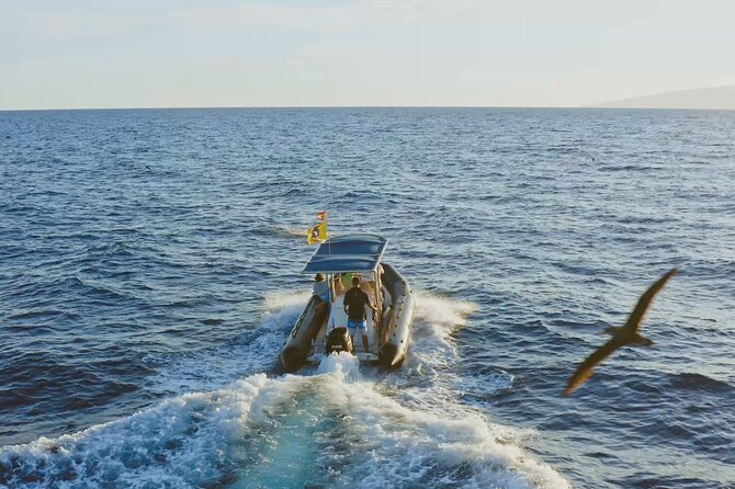 Whale and Dolphin Watching EcoAdventure in Tenerife - Hydrophone Listening Makes Whale Watching More Specific