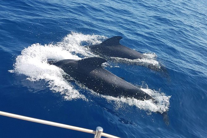 Whale and Dolphin Watching Sailing Boat with Drinks, Snacks and Swimming Time - How the 3-hour cruise usually unfolds on the water